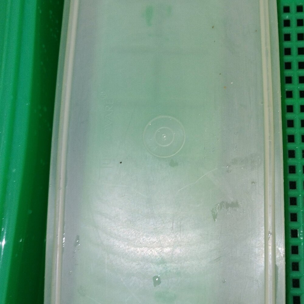 Tupperware celery keeper - Picture 3 of 3